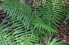 Dryopteris australis