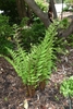 Clump of upright fronds