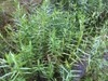 Form