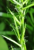 inflorescence