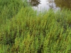 Native habitat