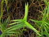 Leaves seen from above