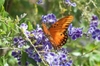 Butterfly visiting the flowers.
