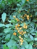 leaves and orange, fleshy drupes.