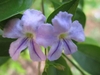5-lobed, tubular flowers w/ violet nectar guides on lower lobes