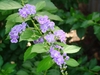 Leafy shoot with clusters of pale purple flowers.