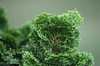 Branch