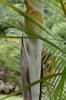 leaves and stem