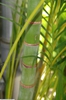 leaves and stem