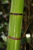stem