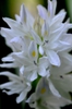 leaves and flowers