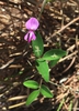 Trifolate leaves and flower