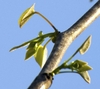 THe unfolding leaves are cordate with swollen joint or pulvinus