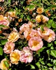 Flower and buds