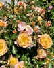 Color variation