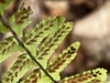 Asplenium platyneuron (Ebony Spleenwort)