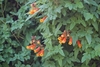 Leaves and flowers