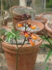 leaves and flowers