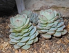 Echeveria Derenbergii