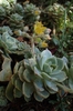 Echeveria Derenbergii