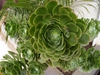 Echeveria Derenbergii