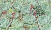 Echeveria Elegans