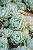 Echeveria Elegans