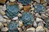 Echeveria Elegans