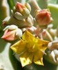Echeveria Multicaulis