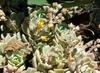 Echeveria Multicaulis