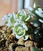 Echeveria Runyonii