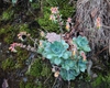 Echeveria Secunda
