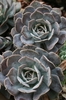 Echeveria Secunda