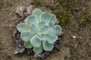 Echeveria Secunda