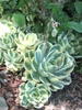 Echeveria Secunda glauca 'Lenore Dean'