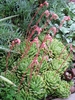 Form