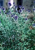 Echinops ritro