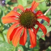 Echinacea purpurea 'Tomato Soup'