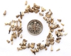 Seeds