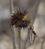 dried, spiky centers after petals fall, containing tan seeds