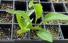 Seedling - 2 months - Durham Co, NC