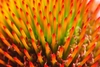 Close up of flower head showing array of orange stamens