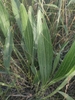 Green pinnated Leaves