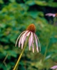 leaves and flower
