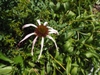 leaves and flower