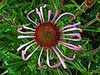 Echinacea pallida