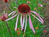 Echinacea pallida