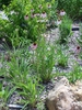 Echinacea pallida
