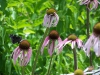 Echinacea pallida