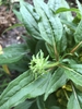 Echinacea purpurea 'PAS702917'